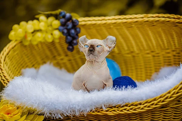 Sphynx hairless cat in nature. Sphinx in a wooden basket in the garden.