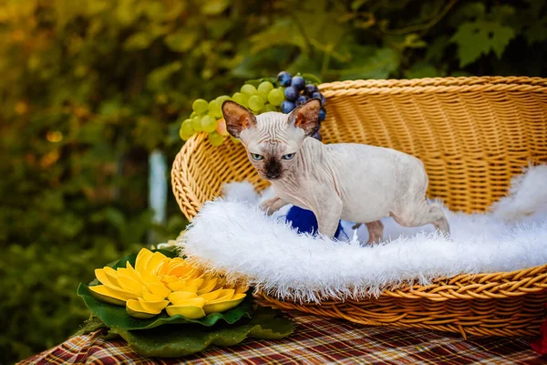 Sphynx hairless cat in nature. Sphinx in a wooden basket in the garden.