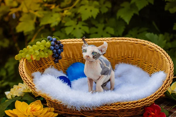 Sphynx hairless cat in nature. Sphinx in a wooden basket in the garden.