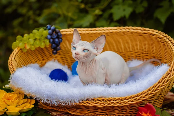 Sphynx hairless cat in nature. Sphinx in a wooden basket in the garden.