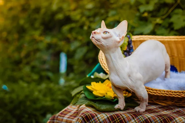 Sphynx hairless cat in nature. Sphinx in a wooden basket in the garden.