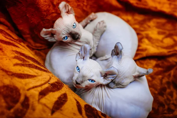 Sphynx cat in his house. Hairless cat
