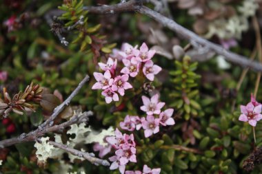 Kuzeydeki çiçekler yosunlardaki tepelerde