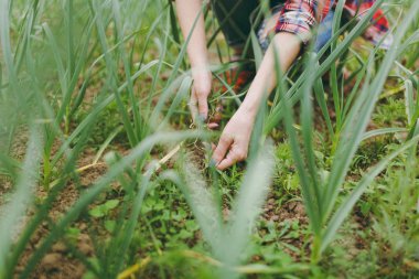 Erkek plucks otlar bahçesinde eller. Fidan sarımsak. Organik sarımsak saç ekimi sebze bahçesinde yetiştiriliyor. Tarım arka plan. Bahçede büyüyen tüyler yeşil soğan. Bahar hasat