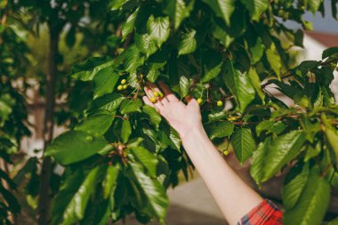 Yeşil kiraz ağacı üzerinde tutan bahçıvan kadın el kapatın. Yeşil berry, dal, şube, ağaç, gözyaşı kiraz, olgunlaşmamış Cherry'yi neşeli hasat