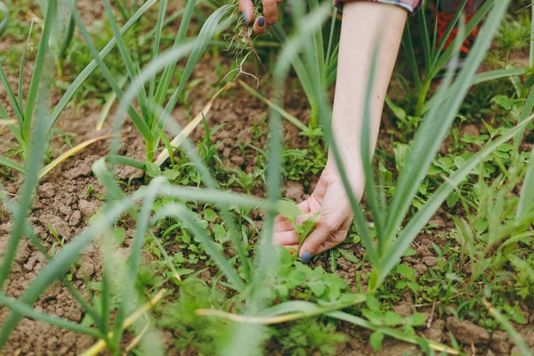 Female hands plucks weeds in garden. Sapling of garlic. Organically cultivated garlic plantation in vegetable garden. Agricultural background. Feathers green onion growing in garden. Spring harvest