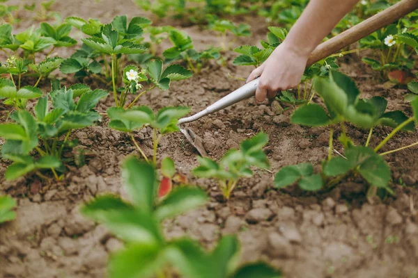 Woman Hands Remove Weeds Her Strawberry Beds Using Hoe — Stock Photo, Image