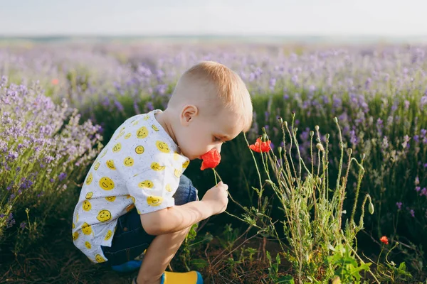 Menino Bebê Criança Fofo Macio Que Senta Campo Roxo Prado — Fotografia de Stock