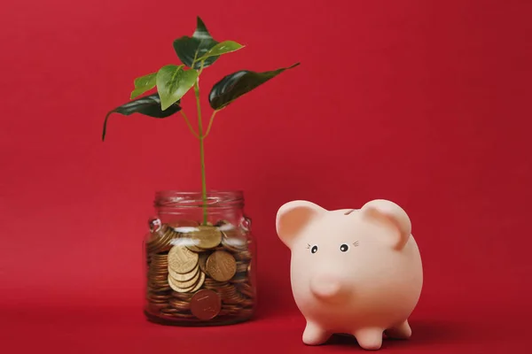 Pink piggy money bank, pile gold coins in glass jar with green plant sprout isolated on red background. Money accumulation investment, banking services, wealth concept. Copy space advertising mock up