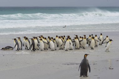 Kral penguen (Aptenodytes patagonicus) büyük bir grup karaya fırtınalı Güney Atlantik Falkland Adaları'nda gönüllü noktada kısa bir dalış sonra gel.