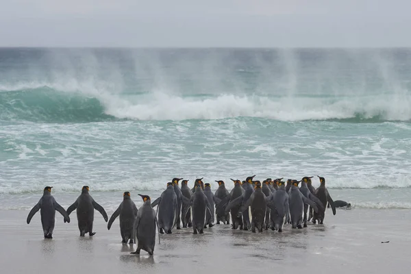 Gran Grupo Pingüinos Rey Aptenodytes Patagonicus Que Dirigen Mar Punto —  Fotos de Stock