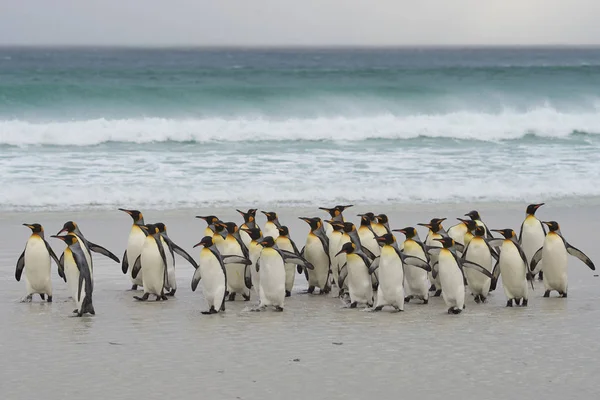 キング ペンギン コウテイ ペンギン属 Patagonicus の大規模なグループは ボランティアの時点でフォークランド諸島の嵐南大西洋での短い浸漬後上陸します — ストック写真