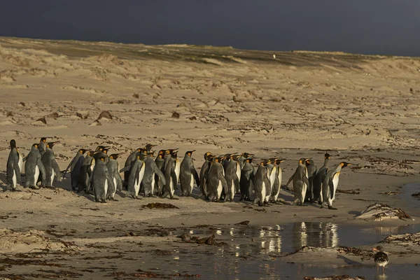 Gran Grupo Pingüinos Rey Aptenodytes Patagonicus Que Dirigen Mar Punto — Foto de Stock