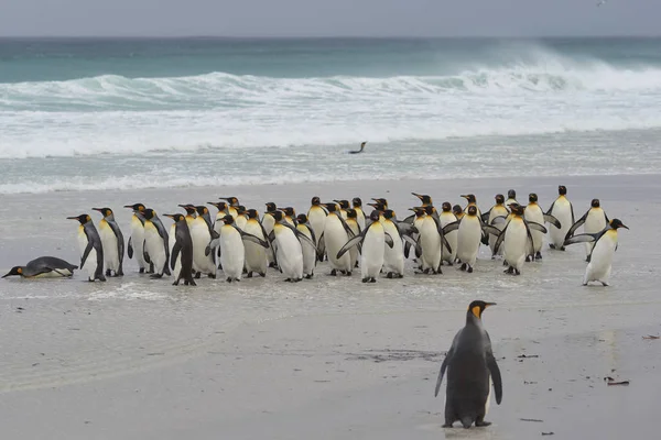 大群国王企鹅 Aptenodytes Patagonicus 上岸后一个短暂的下降 在风雨如磐的南大西洋的福克兰群岛的志愿者点 — 图库照片
