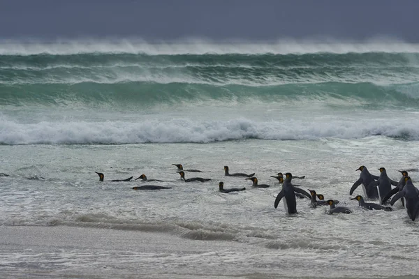 Duża Grupa Pingwiny Królewskie Aptenodytes Patagonicus Pozycją Dla Sea Punkcie — Zdjęcie stockowe