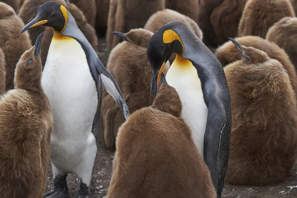 Pollito Pingüino Rey Aptenodytes Patagonicus Que Busca Comida Adulto Volunteer — Foto de Stock
