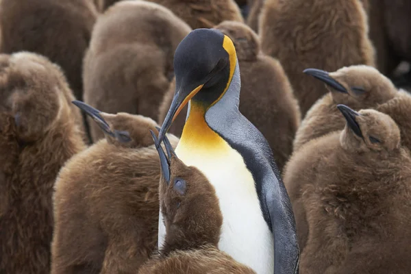 Adulto Rei Pinguim Aptenodytes Patagonicus Entre Grande Grupo Pintos Quase — Fotografia de Stock