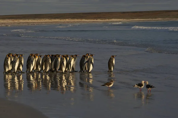 Grote Groep Voor Koning Penguins Aptenodytes Patagonicus Richting Zee Vrijwilliger — Stockfoto