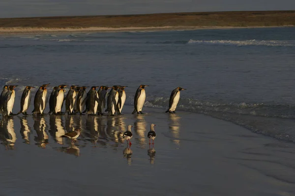 Gran Grupo Pingüinos Rey Aptenodytes Patagonicus Que Dirigen Mar Punto —  Fotos de Stock