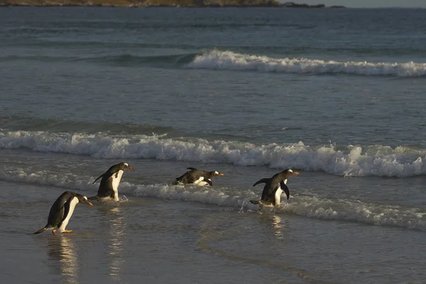 Gentoo Penguins Pygoscelis Papua Vedoucí Moři Pobřeží Místě Dobrovolníka Falklandských — Stock fotografie