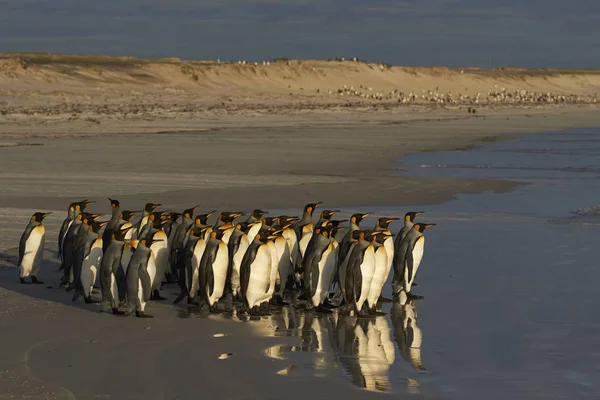 Gran Grupo Pingüinos Rey Aptenodytes Patagonicus Que Dirigen Mar Punto —  Fotos de Stock