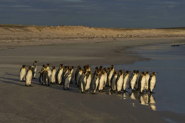 Gran Grupo Pingüinos Rey Aptenodytes Patagonicus Que Dirigen Mar Punto —  Fotos de Stock