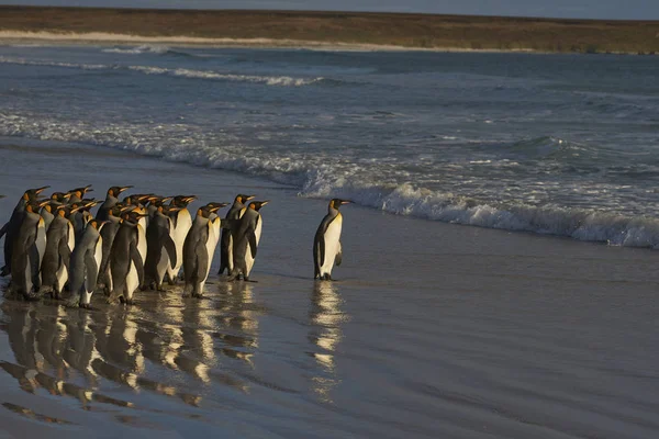 Gran Grupo Pingüinos Rey Aptenodytes Patagonicus Que Dirigen Mar Punto —  Fotos de Stock