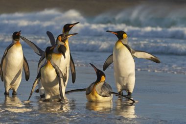 Falkland Adaları'nda gönüllü Burnu'ndaki kumlu bir plaj üzerinde Kral penguenler (Aptenodytes patagonicus).