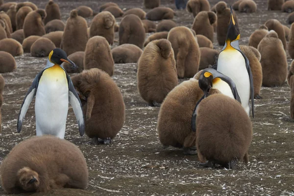 Colonia Reproductora Pingüinos Reales Aptenodytes Patagonicus Volunteer Point Las Islas — Foto de Stock