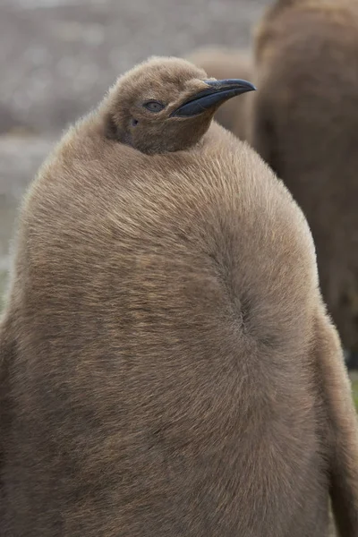 Mladý Král Penguin Aptenodytes Patagonicus Pokryté Hnědou Nadýchané Dolů Místě — Stock fotografie