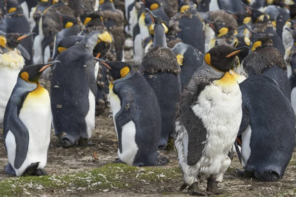 Grupo Pingüinos Rey Aptenodytes Patagonicus Muda Pastizales Punto Voluntariado Las —  Fotos de Stock