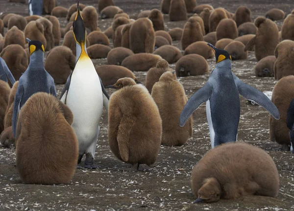 Chovná Kolonie Tučňáků Krále Aptenodytes Patagonicus Místě Dobrovolníka Falklandských Ostrovech — Stock fotografie