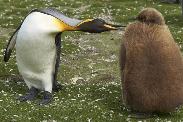 Pingwin Królewski Dla Dorosłych Aptenodytes Patagonicus Prawie Pełni Uprawiane Chick — Zdjęcie stockowe