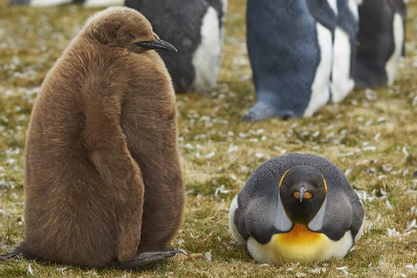 フォークランド諸島のボランティアの時点でほぼ完全に成長したひよこと大人のキング ペンギン コウテイ ペンギン属 Patagonicus — ストック写真
