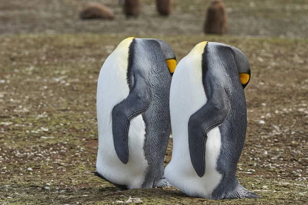 Königspinguine Aptenodytes Patagonicus Erscheinen Kopflos Wenn Sie Mit Dem Kopf — Stockfoto