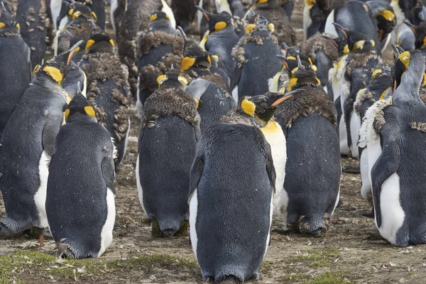 Grupo Pingüinos Rey Aptenodytes Patagonicus Muda Pastizales Punto Voluntariado Las —  Fotos de Stock
