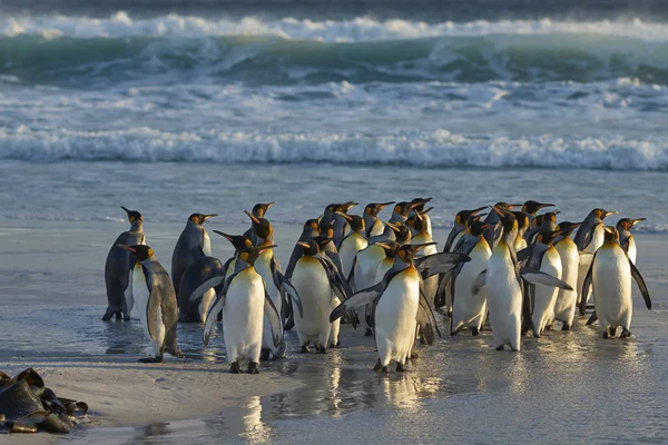 Koning Penguins Aptenodytes Patagonicus Een Zandstrand Vrijwilliger Punt Falklandeilanden — Stockfoto