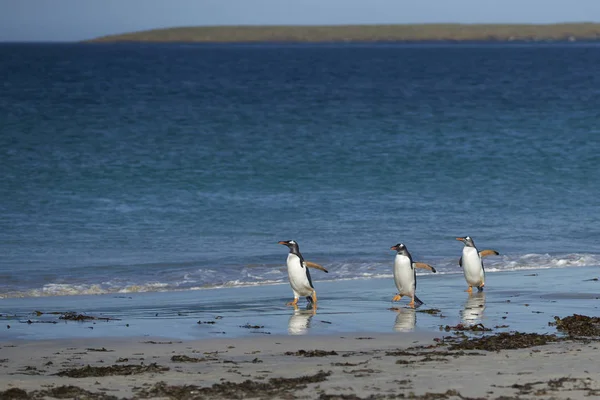 Gentoo Penguins Pygoscelis Papua Emergiendo Del Mar Hacia Una Gran —  Fotos de Stock