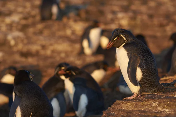 Pinguim Roca Eudyptes Chrysocome Nas Falésias Ilha Bleaker Nas Ilhas — Fotografia de Stock