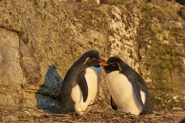 Par Pingüinos Rockhopper Eudyptes Chrysocome Sitio Anidación Los Acantilados Isla —  Fotos de Stock