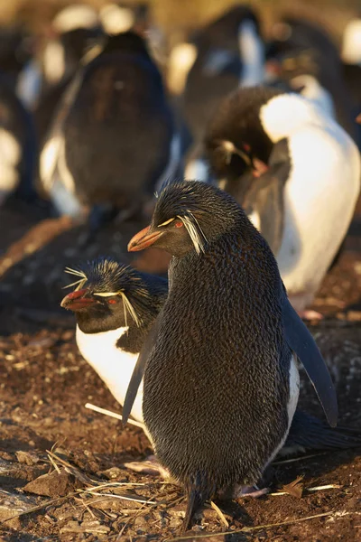 フォークランド諸島の暗い島の崖の上の彼らの営巣地でイワトビ ペンギン Eudyptes Chrysocome のペア — ストック写真