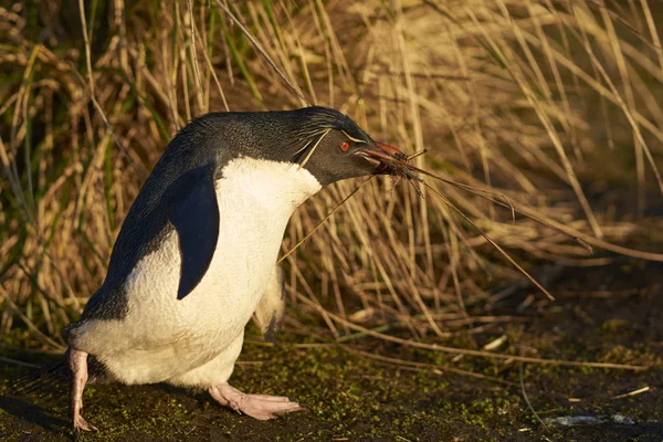 Pingouin Des Montagnes Rocheuses Eudyptes Chrysocome Cueillant Matériel Nidification Sur — Photo