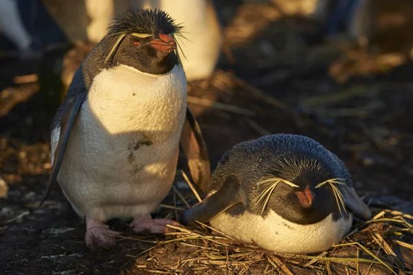 Par Pingüinos Rockhopper Eudyptes Chrysocome Sitio Anidación Los Acantilados Isla — Foto de Stock