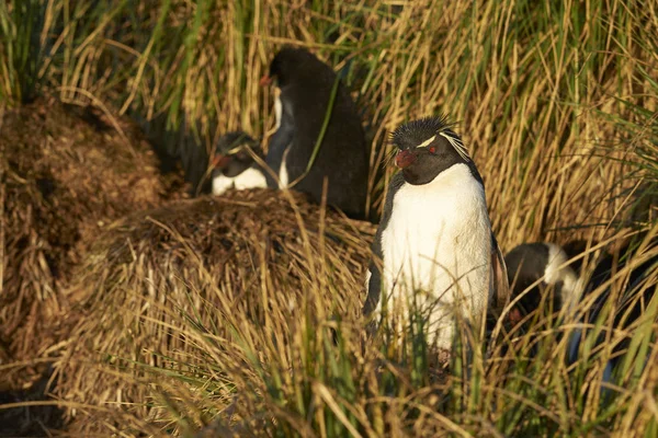 Pingouin Des Montagnes Rocheuses Eudyptes Chrysocome Nichant Sur Les Falaises — Photo