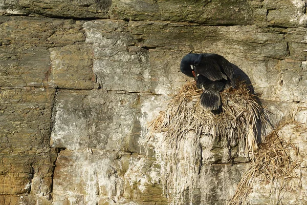 Magellanicus Phalacrocorax 在福克兰群岛的悬崖上筑巢 — 图库照片
