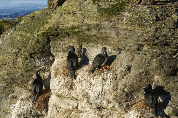 Rock Soulož Phalacrocorax Magellanicus Vnoření Útesech Ostrova Bleaker Falklandských Ostrovech — Stock fotografie