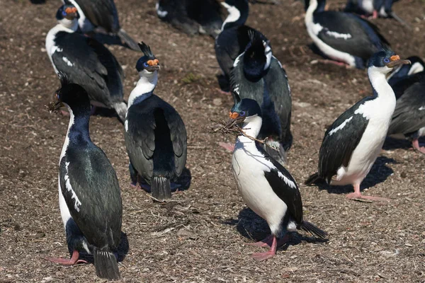 Imperial Shag Phalacrocorax Atriceps Albiventer Перевозит Материал Гнездования Острове Бликер — стоковое фото