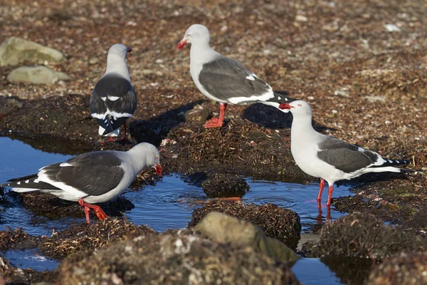 Grupo Gaviotas Delfines Leucophaeus Scoresbii Costa Isla Bleaker Las Islas — Foto de Stock