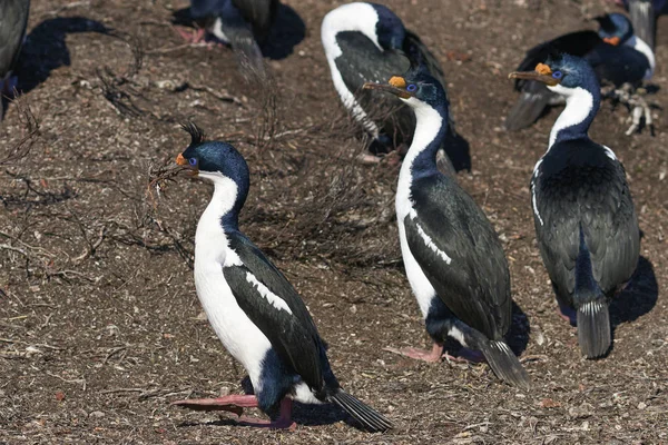 Αυτοκρατορική Shag Phalacrocorax Atriceps Albiventer Που Μεταφέρουν Εμφώλευσης Στο Bleaker — Φωτογραφία Αρχείου