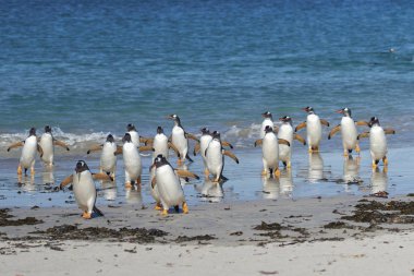 Gentoo penguenleri (Pygoscelis papua) geniş bir kumsalı Bleaker Adası Falkland Adaları'nda üzerine denizden yükselen.
